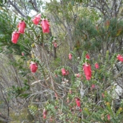 Darwinia squarrosa (Fringed Mountain Bell) at Undefined Area - 3 Nov 2017 by natureguy