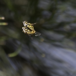 Syrphini sp. (tribe) at Higgins, ACT - 10 Dec 2022