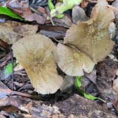 Unidentified Cap on a stem; gills below cap [mushrooms or mushroom-like] at Dorrigo Mountain, NSW - 26 Dec 2022 by trevorpreston