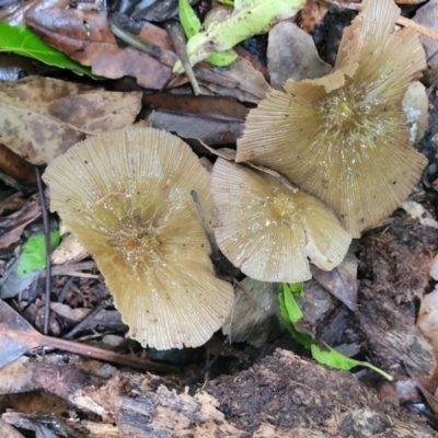 Unidentified Cap on a stem; gills below cap [mushrooms or mushroom-like] at Dorrigo Mountain, NSW - 26 Dec 2022 by trevorpreston