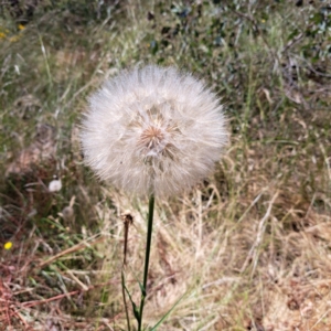 Tragopogon sp. at Watson, ACT - 26 Dec 2022 12:04 PM