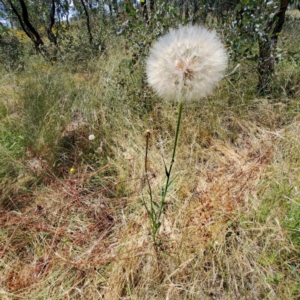 Tragopogon sp. at Watson, ACT - 26 Dec 2022