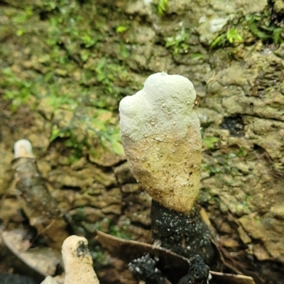 Unidentified Clubs/stalks on wood or on leaf/twig litter at Dorrigo Mountain, NSW - 26 Dec 2022 by trevorpreston