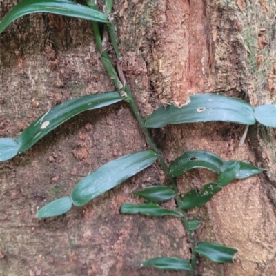 Pothos longipes (Candle Vine) at Dorrigo Mountain, NSW - 26 Dec 2022 by trevorpreston