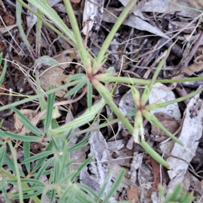 Lotus australis (Austral Trefoil) at Watson, ACT - 26 Dec 2022 by abread111