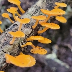 Favolaschia calocera at Dorrigo Mountain, NSW - 26 Dec 2022 by trevorpreston