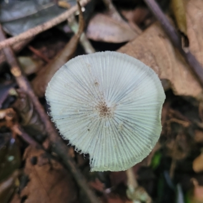 Coprinellus etc. (An Inkcap) at Dorrigo Mountain, NSW - 26 Dec 2022 by trevorpreston