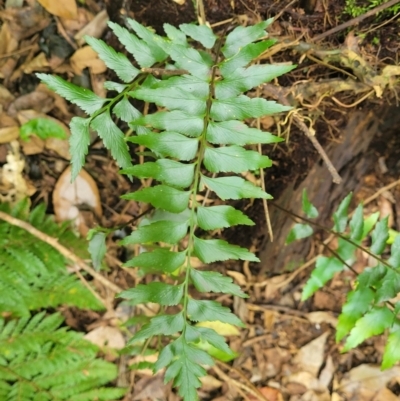 Asplenium polyodon (Willow Spleenwort) at Dorrigo Mountain, NSW - 26 Dec 2022 by trevorpreston