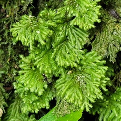 Unidentified Moss, Liverwort or Hornwort at Dorrigo Mountain, NSW - 26 Dec 2022 by trevorpreston