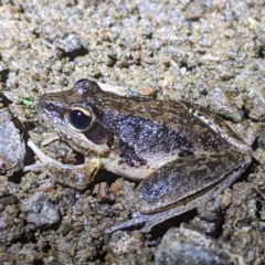 Litoria latopalmata (Broad-palmed Tree-frog) at Kambah, ACT - 26 Dec 2022 by HelenCross