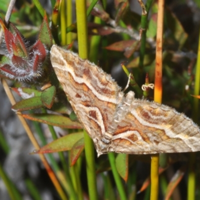 Melitulias graphicata (Mask Carpet) at Tinderry, NSW - 26 Dec 2022 by Harrisi