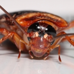 Periplaneta americana (American cockroach) at Wellington Point, QLD - 18 Dec 2022 by TimL