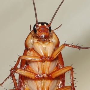 Periplaneta americana at Wellington Point, QLD - suppressed