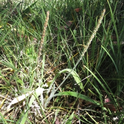 Plantago varia (Native Plaintain) at Hawker, ACT - 23 Dec 2022 by sangio7