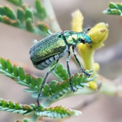 Diphucephala sp. (genus) (Green Scarab Beetle) at Greenway, ACT - 26 Dec 2022 by MatthewFrawley
