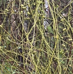 Cassytha melantha (A Devils Twine) at Lower Cotter Catchment - 26 Dec 2022 by JaneR