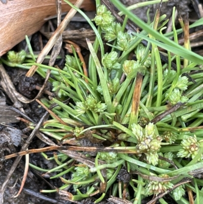 Isolepis gaudichaudiana (Benambra Club-sedge) at Lower Cotter Catchment - 26 Dec 2022 by JaneR
