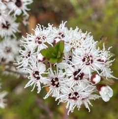 Kunzea ericoides (Burgan) at Cotter River, ACT - 26 Dec 2022 by JaneR