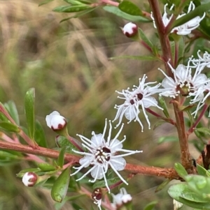 Kunzea ericoides at Cotter River, ACT - 26 Dec 2022