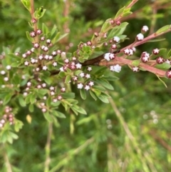 Kunzea ericoides at Cotter River, ACT - 26 Dec 2022