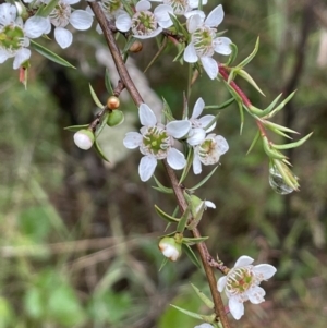 Leptospermum continentale at Cotter River, ACT - 26 Dec 2022