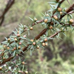 Leptospermum continentale at Cotter River, ACT - 26 Dec 2022