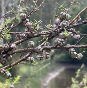 Leptospermum continentale at Cotter River, ACT - 26 Dec 2022