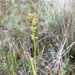 Microtis sp. at Cotter River, ACT - 26 Dec 2022