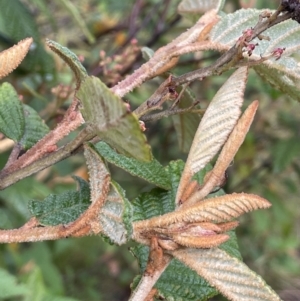 Pomaderris aspera at Cotter River, ACT - 26 Dec 2022