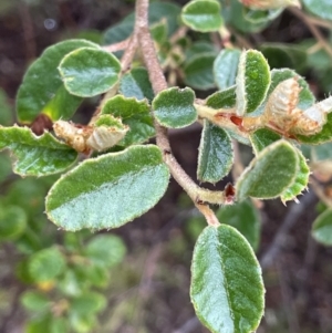 Pomaderris subcapitata at Cotter River, ACT - 26 Dec 2022 04:33 PM