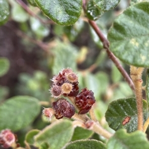 Pomaderris subcapitata at Cotter River, ACT - 26 Dec 2022