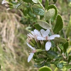 Olearia myrsinoides (Blush Daisy Bush) at Cotter River, ACT - 26 Dec 2022 by JaneR