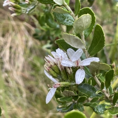 Olearia myrsinoides (Blush Daisy Bush) at Lower Cotter Catchment - 26 Dec 2022 by JaneR