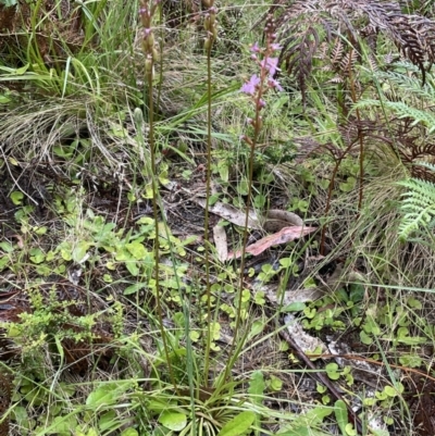 Stylidium graminifolium (grass triggerplant) at Cotter River, ACT - 26 Dec 2022 by JaneR