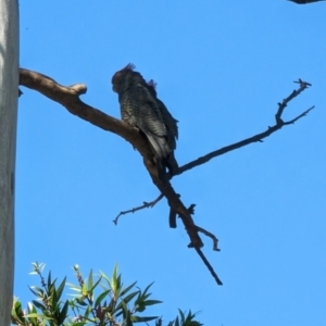 Callocephalon fimbriatum at Phillip, ACT - suppressed