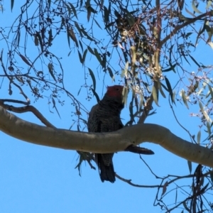 Callocephalon fimbriatum at Phillip, ACT - suppressed