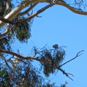 Callocephalon fimbriatum at Phillip, ACT - suppressed