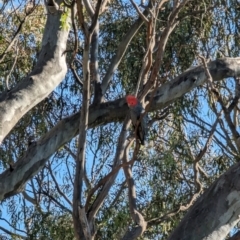 Callocephalon fimbriatum at Phillip, ACT - suppressed