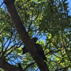 Callocephalon fimbriatum at Phillip, ACT - suppressed