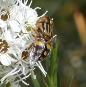 Eristalinus punctulatus at Queanbeyan West, NSW - 23 Dec 2022