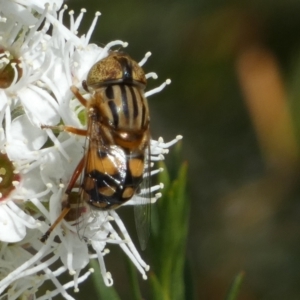 Eristalinus punctulatus at Queanbeyan West, NSW - 23 Dec 2022 08:29 AM