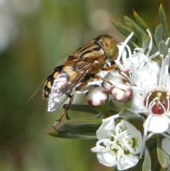 Eristalinus punctulatus at Queanbeyan West, NSW - 23 Dec 2022 08:29 AM