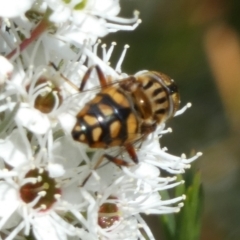 Eristalinus punctulatus at Queanbeyan West, NSW - 23 Dec 2022