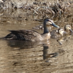 Anas superciliosa (Pacific Black Duck) at Oaks Estate, ACT - 25 Dec 2022 by Paul4K