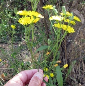 Crepis capillaris at Hawker, ACT - 24 Dec 2022