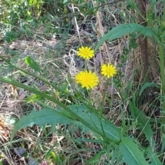 Crepis capillaris at Hawker, ACT - 24 Dec 2022