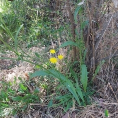 Crepis capillaris at Hawker, ACT - 24 Dec 2022 10:37 AM