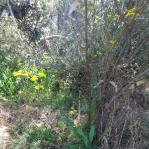 Crepis capillaris at Hawker, ACT - 24 Dec 2022 10:37 AM