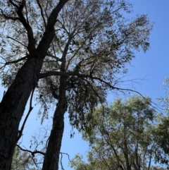 Amyema sp. (Mistletoe) at Molonglo Valley, ACT - 27 Dec 2022 by lbradley