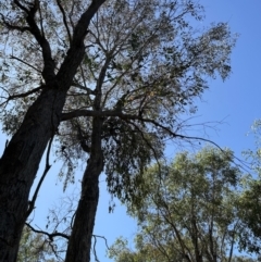 Amyema (genus) (Mistletoe) at Aranda, ACT - 27 Dec 2022 by lbradley